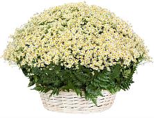 Цветочная композиция из Ромашки в корзине #REPLACE_PRED# Козловке